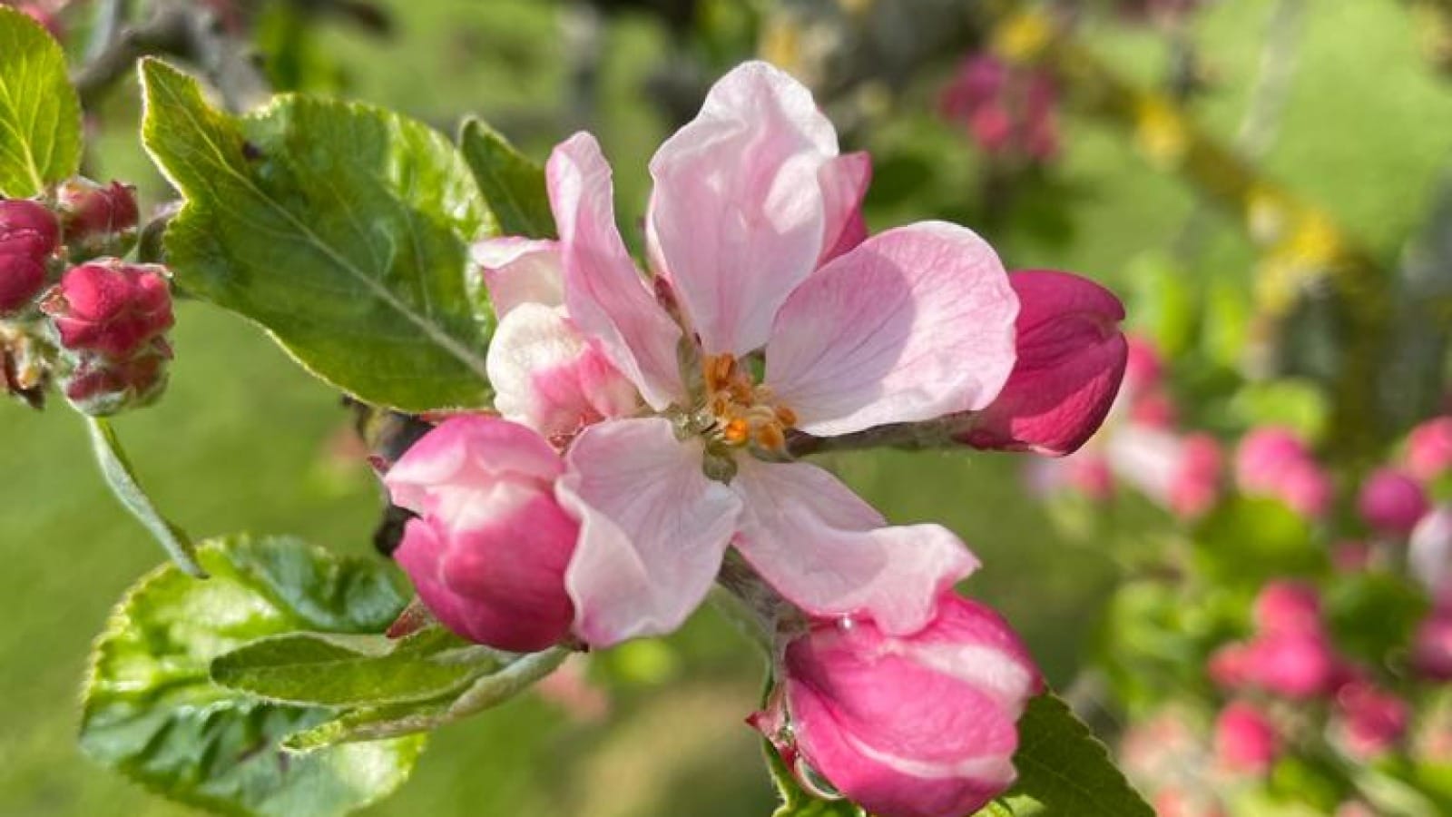 A single pink flower with green leaves