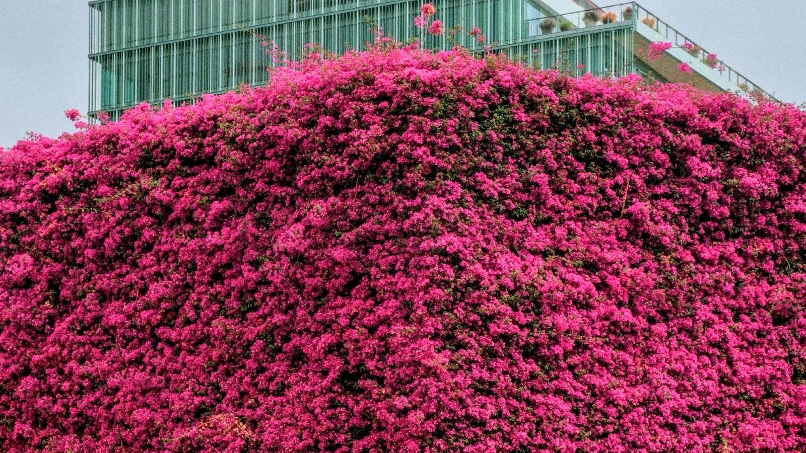 A mass of pink flowers in front of a skyscraper